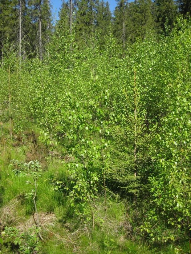 1 Kuva 9. Lohkoilla 2 ja ei varhaisperkausta ollut suoritettu.