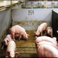 WP 2: Hännänpurenta ja manipuloitavat materiaalit Koe-olosuhteissa sekä lihasioille annettu olki (150 g / sika / pv), että häntien typistys vähensivät hännänpurentariskiä merkittävästi, ja toisistaan