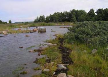 155. Kuornoori, Luvia (0,1 ha) Hyvin pienikokoinen, luonnontilainen, jonka suuaukko on kivikkoa. Mahdollisesti myös perä on kivikkoa. Kohteen mereisyys näkyy runsaana rakkoleväkasvustona.