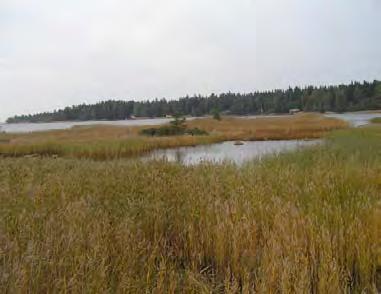 Itse kohteessa puolimetrisen liejukerroksen alla on hiekkaa ja veden syvyys keskivedestä on noin metri. Kohteessa kasvaa järviruokoa, sinikaislaa, hapsivitaa ja ärviää.