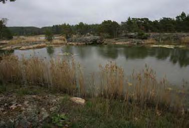 401. Skeppholmen, Dragsfjärd (0,5 ha) Pienikokoinen ja matala, jonka pohja on liejua. Kohteessa kasvaa laikuittain näkinpartaisia ja rannalla kallioiden lomassa järviruokoa.