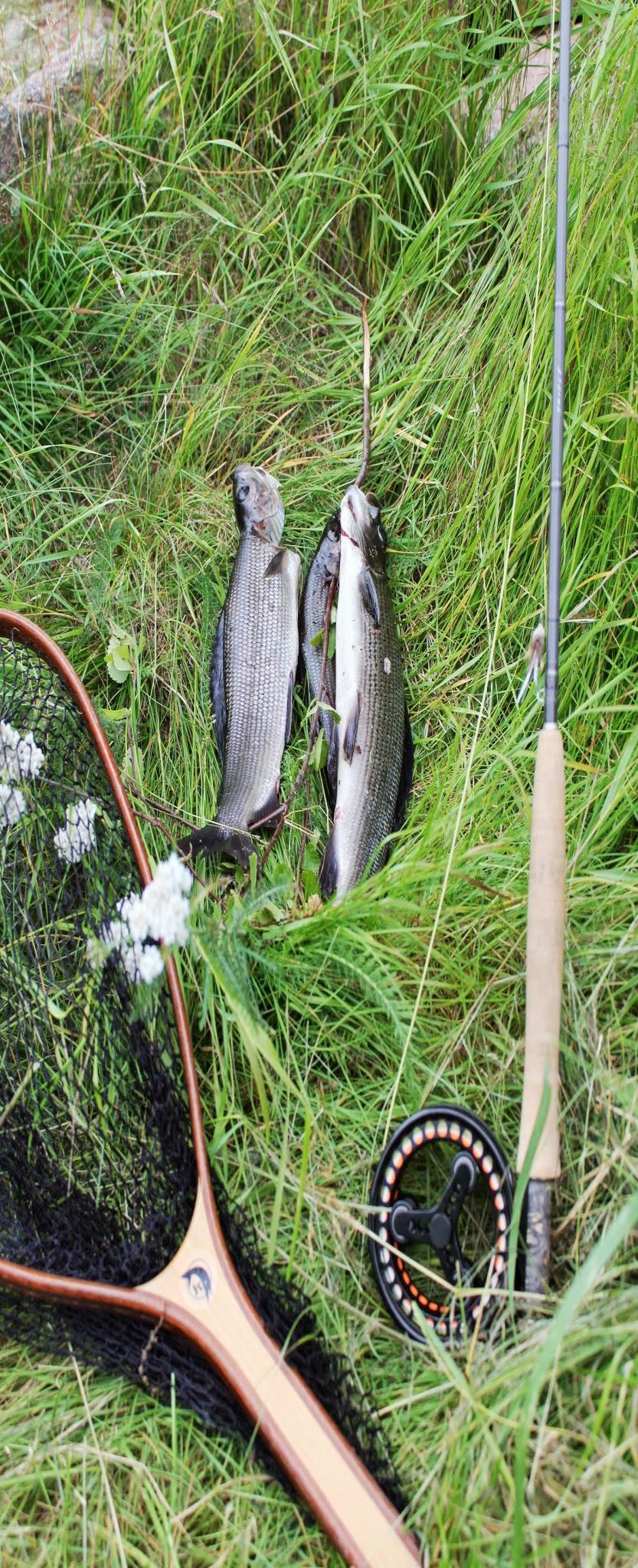 KALASTUS Valvonta Koekalastusryhmä yhdytti koekalastuksen aikana yksityisellä vesialueella useita kalastajia. Valvonnan tehostaminen liene ainoa keino puuttua luvattomaan kalastukseen.