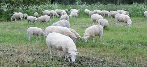 com Kuivikon Karitsa Marko Kälkäjä 040 540 0169 Nillan Lammastuote Nilla Jaakola 0400 194 384 Törmälän lammas- ja siipikarjatila Urpo Viljamaa Tällintie 101, Pudasjärvi 044 971 2363, urpo.