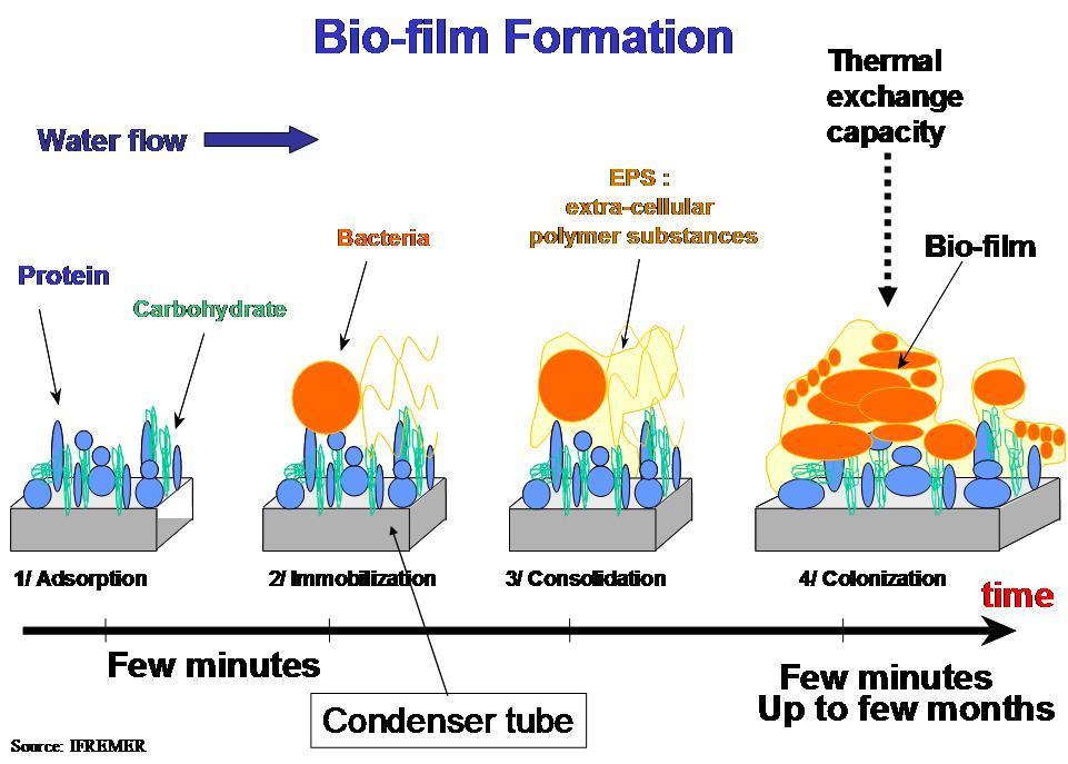 Biofilmin