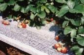 Aitaverkko 1,20-200 x 25m 50x100mm muovitettu xxx " Biohajoava sidontanaru Taimisuojat 20262 20264 20266 ø 2