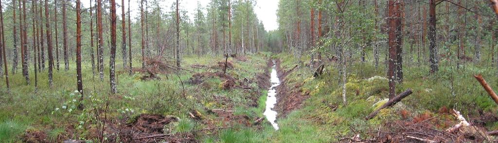 Metsätalousalue, kunnostusojitus ja kosteikko Kunnostusojitus (n. 1 ha) tehty 1. 27.9.212.