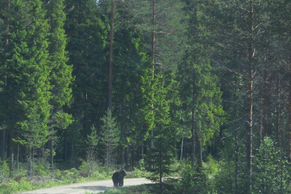 Kiitos!