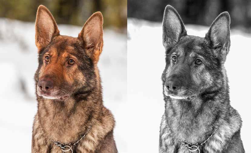 hinnalla saa kännykän, jonka kamera riittää yllättävän moniin kuvaustilanteisiin. Järkkärit hankitaan normaalisti nk. kitti-pakettina eli kameran mukana tulee lyhyiden polttovälien zoom -objektiivi.
