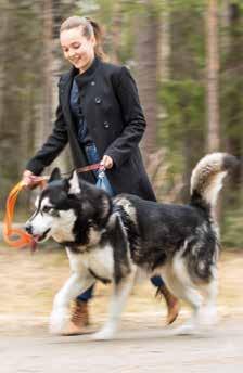 Kuvasommittelussa on tärkeää miettiä taustan merkitys kuvassa. Pidemmän polttovälin teleobjektiivilla kuvattaessa tausta hämärtyy ja tämä tuo kohteen hyvin esille.