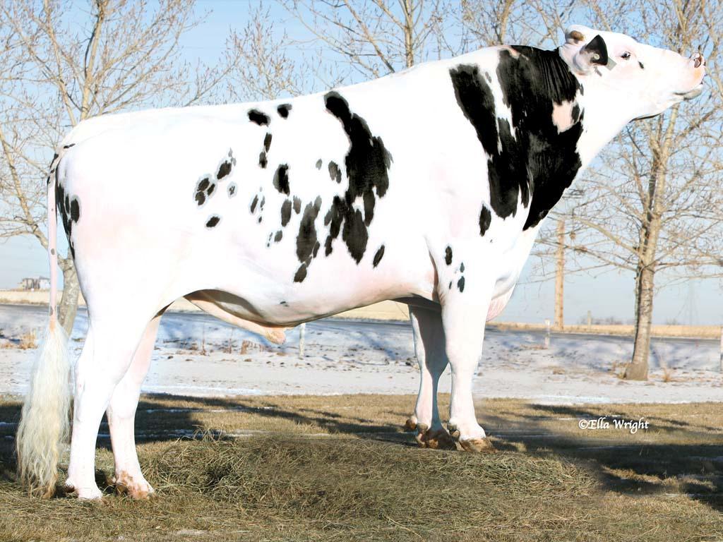 21 sonnin DNA:sta sen perinnölliset arvot (Mäntysaari & Stranden 2009, 27). Kuva 6: Holstein-rotuinen sonni AltaBaxter ja sonnin tytär Green Meadow Baxter Ami (Altagenetics 2010).