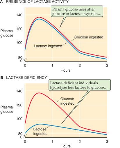 Laktoosi-intoleranssitesti SLGT1 GLUT2 GLUT5 Na,K-ATPaasi ylläpitää Na+