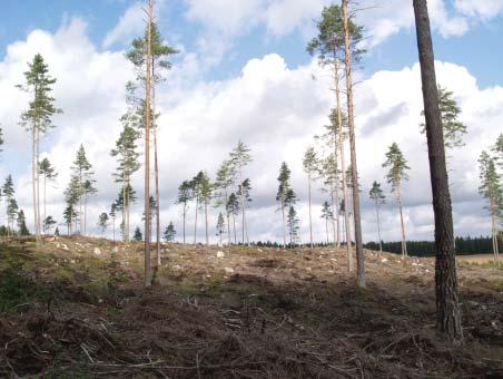 Talousmetsä ei aina houkuta virkistäytymään. Laajat hakkuut ja taimikot tekevät Maarian altaan itäpuolisista metsistä myös vaikeakulkuisia. Kuva ulkoilureittisuunnitelman kohdealueelta.