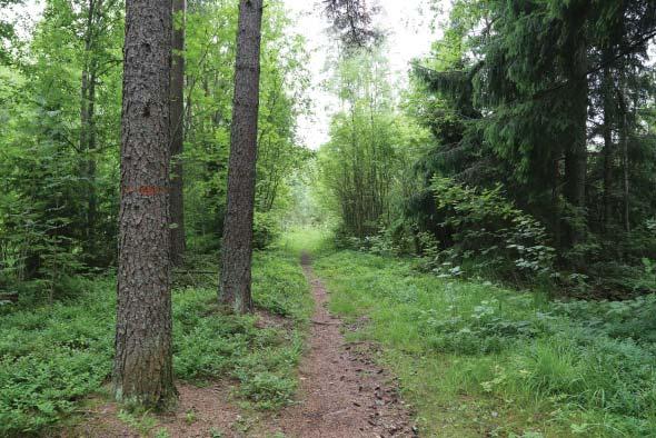 Itse Maarian altaan esteettömän virkistyskäytön kannalta keskeinen kohde on altaan eteläpää.