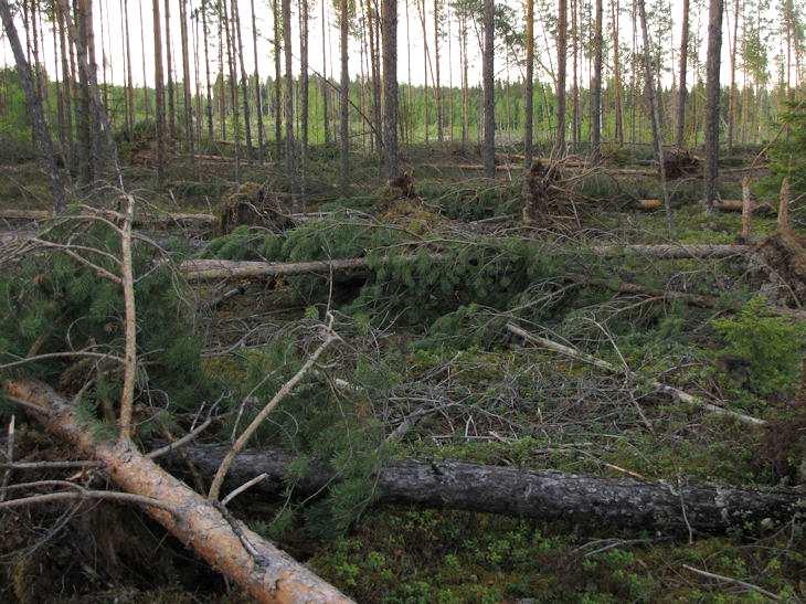 10 Kuva 7. Myrskytuhoaluetta Vasikkakankaalla. Kuva 8. Soranottoaluetta Vasikkakankaalla, Valkealammen itäpuolella. 4.2.