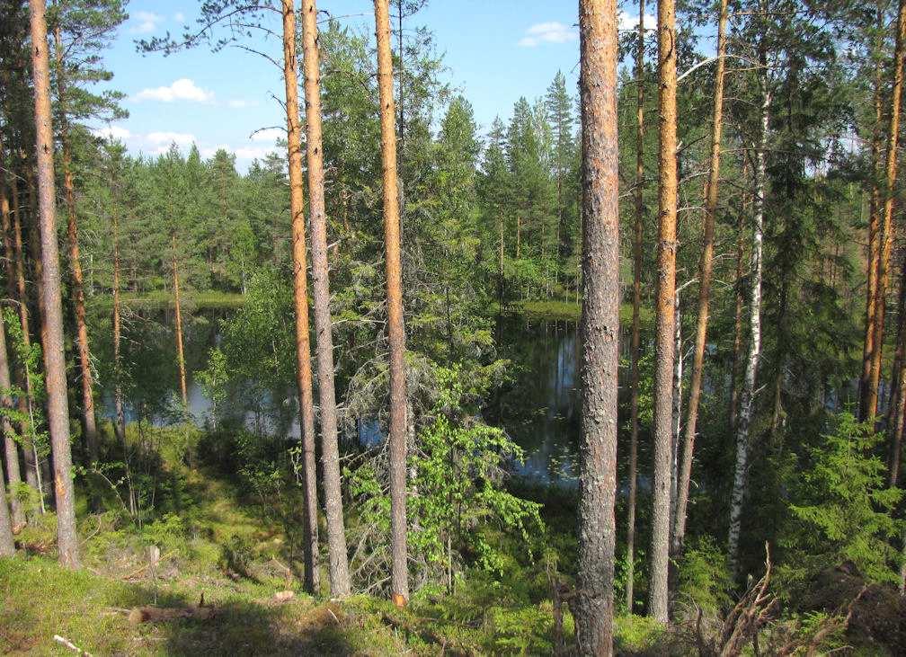 keltatalvikkia (Pyrola chlorantha) ja sianpuolukkaa (Arctostaphylos uva-ursi). Kangasvuokkkoa alueella ei todettu.