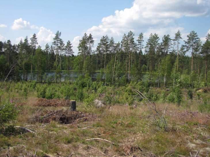 17 Kuva 15. Huuhtlampi itärannan hakkuuaukealta kuvattuna. lintulajeja tai uhanalaisille lajeille soveltuvia biotooppeja.