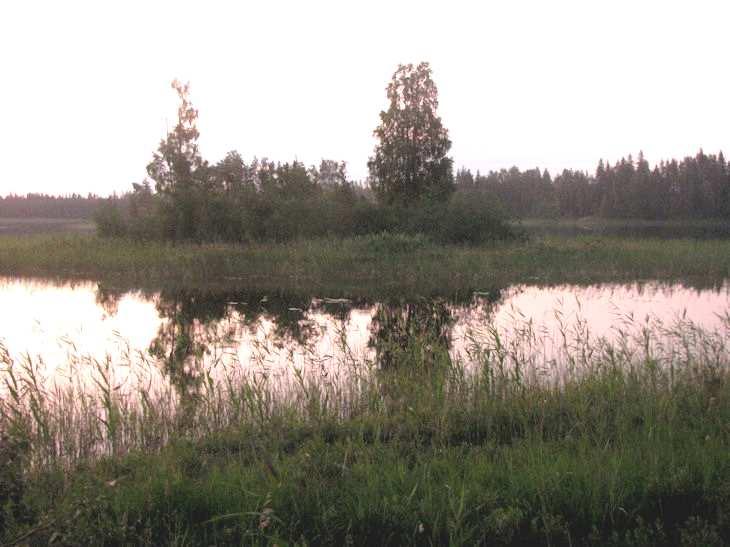 Rantametsät todettiin tuoreiksi kankaiksi (MT) ja ylärinteillä paikoin kuivaksi kankaaksi (VT), valtapuuna mänty. Ylärinteiden metsät ovat kärsineet myrskytuhoista ja niissä on tehty korjuuhakkuita.