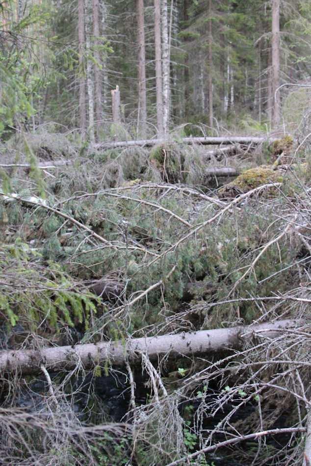 Myrsky on kaatanut aika tavalla puita myös joen lähiympäristössä peittäen uoman paikka paikoin täysin alleen (Kuva 20.). Pystyyn jäänyt puusto on melko iäkästä (80-100 -vuotiasta) kuusikkoa.