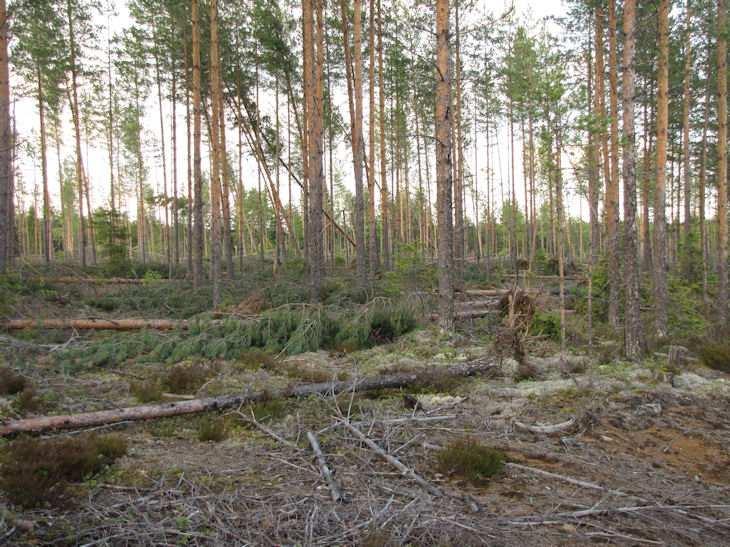 Lohnanjärvi 4.1.1. Kuhakoski Lohnajärven eteläpäässä on melko pitkä ja matala Lohnakoski, joka laskee Myllylampeen. Myllylammesta vesi laskee edelleen Kuhakosken kautta Kuhajärveen.