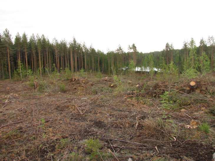 9 Vasikkakankaan harjujakso on pohjaveden muodostumisaluetta ja lammet ovat muodostuneet harjuaineksen muodostamiin taskuihin.