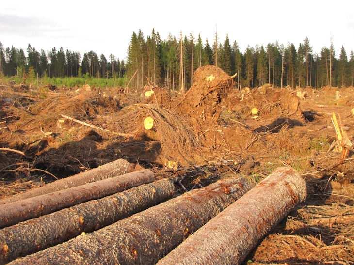 Myrskytuhon jälkiä Valkealammen pohjoispuolella. Taustalla Valkelampi. Kuva 6. Myrskytuhoja Valkealammen ja Kataalammen välimaastossa. 4.2.1.