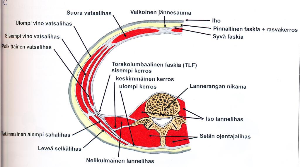 6 KUVA 1. Lantiorenkaan luusto ja nivelet (mukailtu Gilroy, MacPherson, Ross, Schuenken, Schulten & Schumacher 2009, 124). 3.