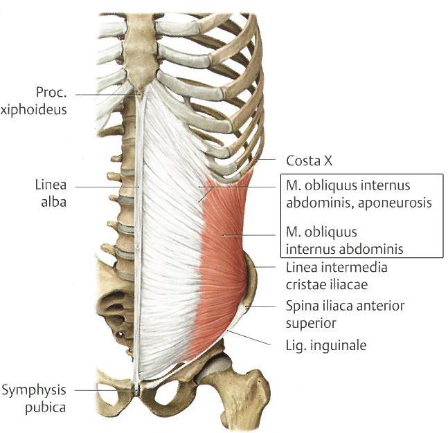 9 ym. 2009, 138-139; Richardson ym. 2005, 34-35.) KUVA 4. Obliquus internus abdominis (mukailtu Gilroy ym. 2009, 139). 3.2.3 M.