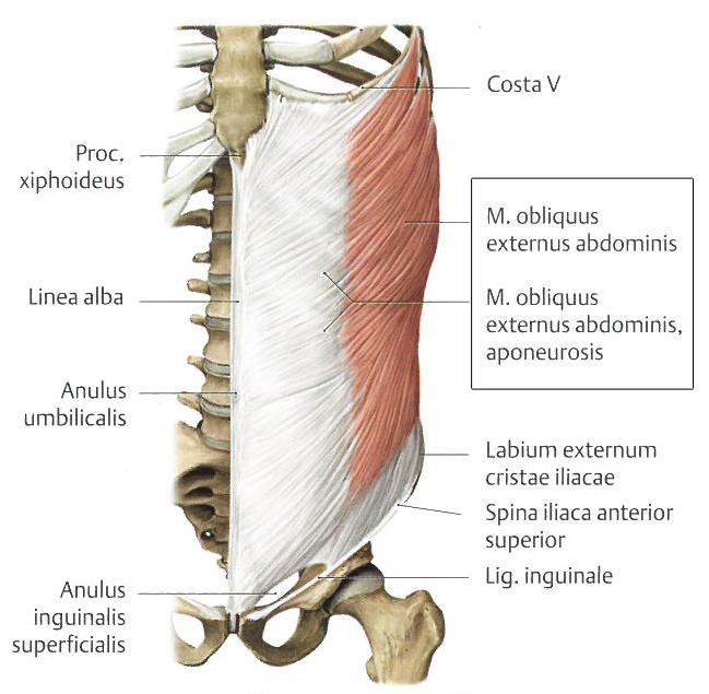 10 KUVA 5. Obliquus externus abdominis (mukailtu Gilroy ym. 2009, 139). 3.2.4 M.