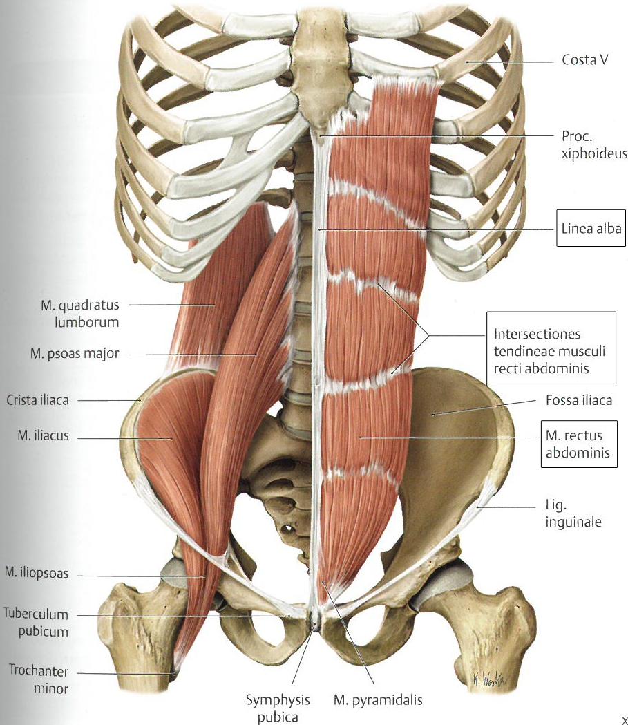 11 Tämän lisäksi lihas osallistuu lantion taakse kallistuksen tuottamiseen ja keskivartalon kompressoimiseen. (Muscolino 2002, 280-281.) KUVA 6. Rectus abdominis ja linea alba (mukailtu Gilroy ym.