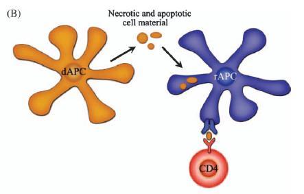 MHCpeptidimolekyylin vieraana (B) Indirect: Saajan CD4 solut