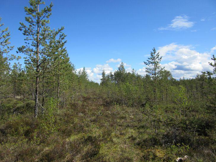 metsätien varrella olleet laikutetut alueet.