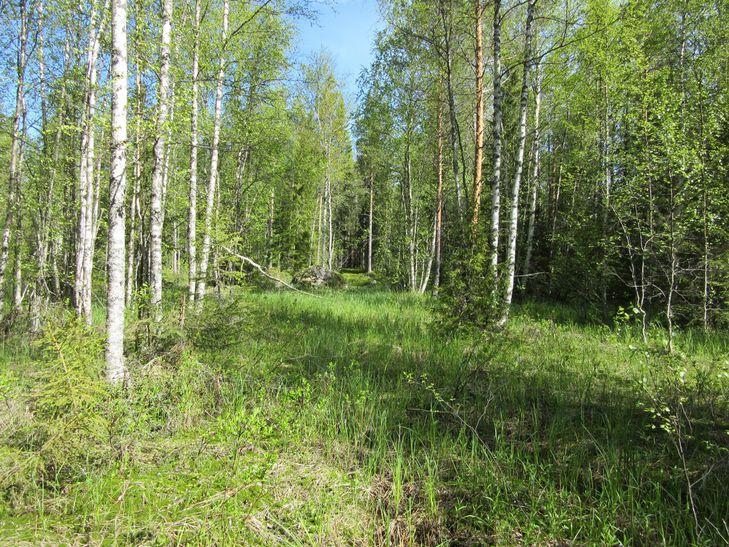 Pajunkanavan länsipuolella linjaus kulkee