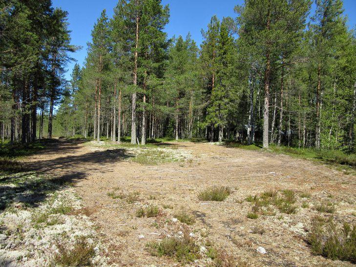 Matala hiekkakangas Ketunluolien koillispuolella.