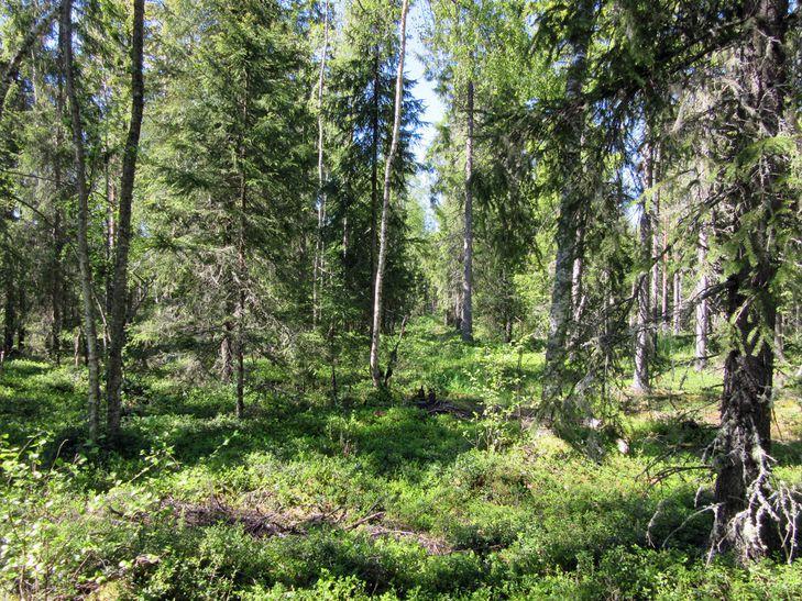 Rapakonrämeellä linjaus kulkee tuoreehkossa metsässä.