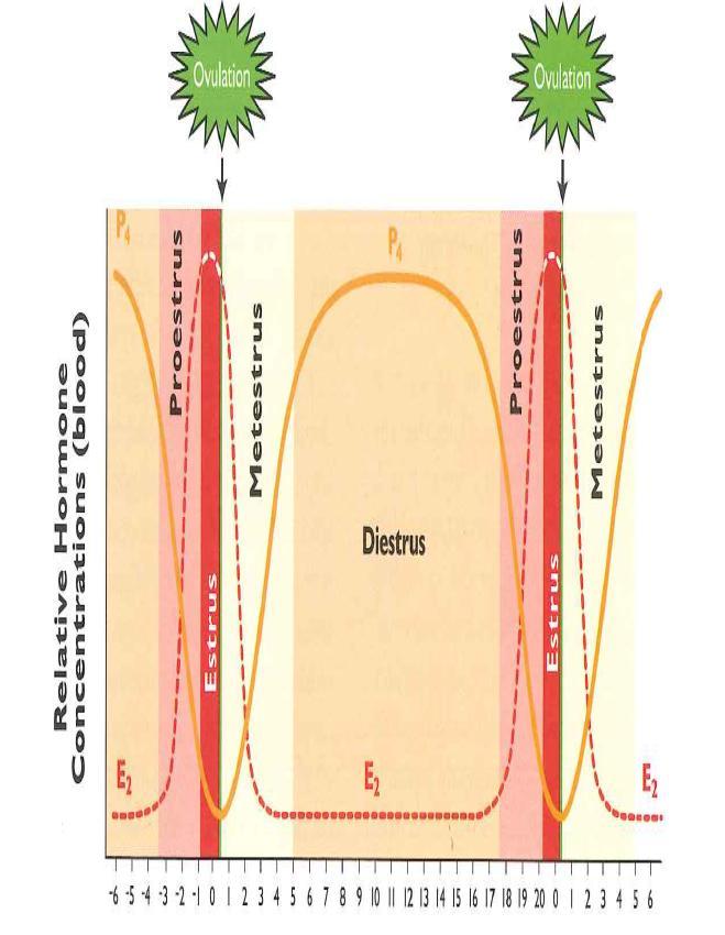 Progesteronipitoisuuden muutokset Kiimojen välinen aika P 4 = progesteroni Veren suhteellinen hormonipitoisuus Aika Lähde: Senger PL, 2003.