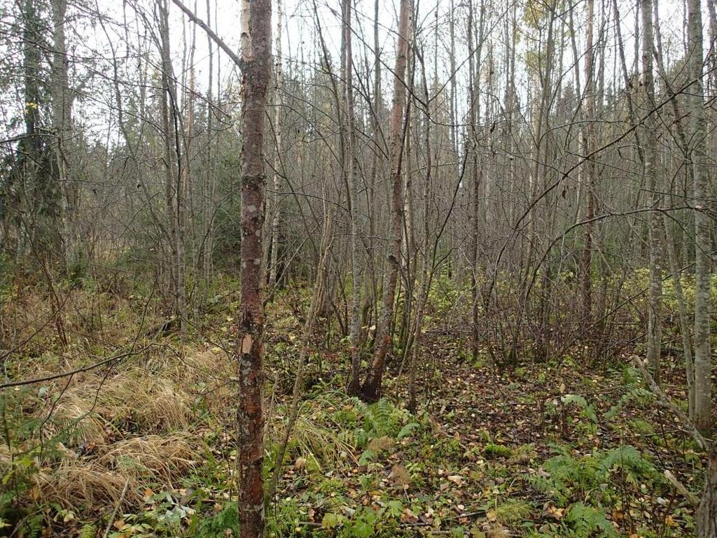 8 Varhaista metsiköitymisvaihetta metsänhakkuiden jälkeen tutkimusalueen