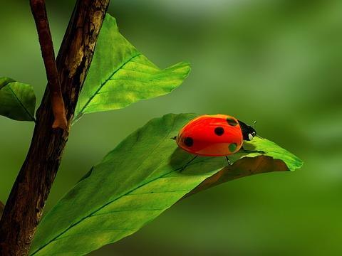 Luennon sisältö Mitä ovat hyönteiset ja madot Mikä on niiden rooli luonnon kiertokulussa?