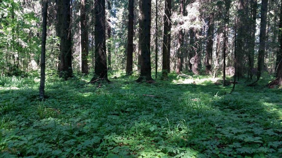 Kuvio 1 Pohjoiseen viettävän kuvion puusto on pääosin nuorta ja varttuvaa koivua. Rinteen yläosassa on myös nuorta mäntyä ja kuusta.