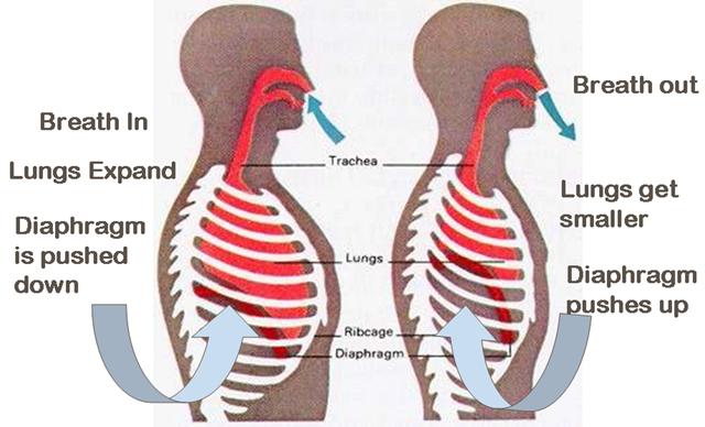 Sisäänhengityksen aikana keuhkot laajenevat ja pallealihas supistuu ja painuu