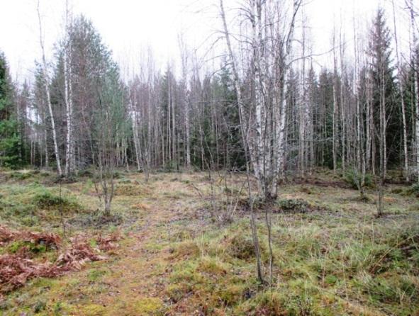 Suunnittelualueella ei ole vesistöjä, eikä se kuulu Ylöjärven pohjavesialueeseen. Alueella ei tavata erityisen arvokkaita elinympäristöjä, eikä harvinaisia tai uhanalaisia kasvi- tai eläinlajeja. 3.1.