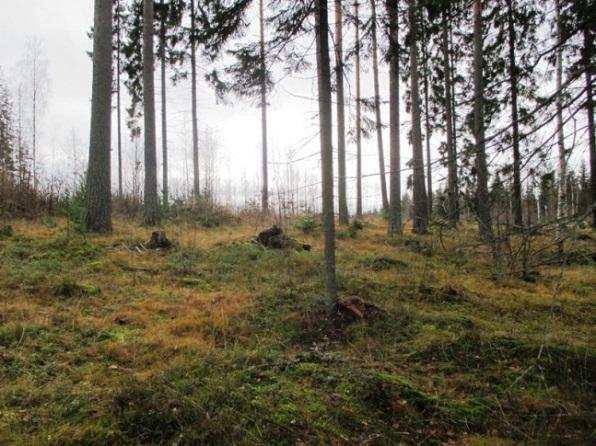 Selvitys koskee kaavamuutosta laajempaa aluetta, mutta sitä on käytetty voimassa olevaa asemakaavaa laadittaessa.