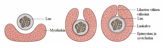 12 massa yhteydessä faskian sisimpään kerrokseen. Esimerkissä kätemme kuvastavat faskian sisemmän ja ulomman kerroksen välistä tilaa, jossa ovat lihakset.