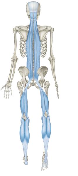 14 KUVA 4. Pinnallinen posteriorinen linja (Myers 2009, 72, muokattu) Pinnallinen posteriorinen linja alkaa varvasluiden distaalipäistä.