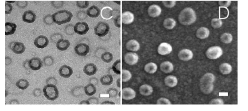 3 and heated at 300 o C TEM and SEM