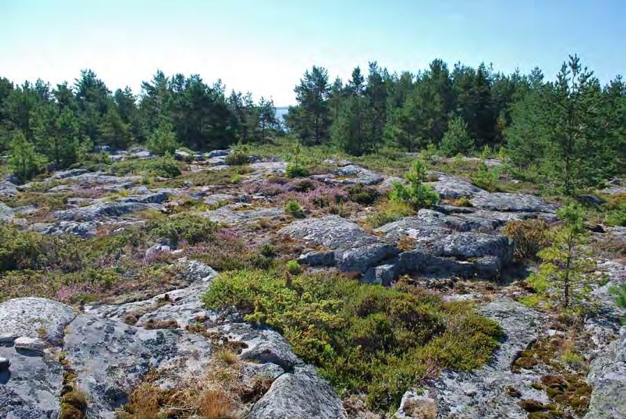 Kuva 4: Maisemaa