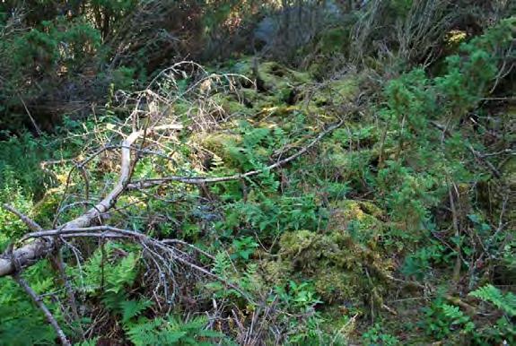 Metsät (kivennäismaalla) Itäosan kalliomäen länsijyrkänteen alla on myrskyjen jäljiltä ryteikköistä, mäntyvaltaista metsää (Kuva 7.