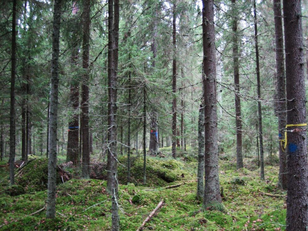 Kuva 5. Tutkimuksessa mukana olleet koealat (Kuva: Metla/ Sari Elomaa). Kuva 6.