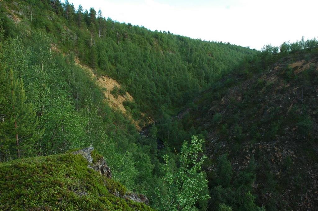 ylhäällä keskellä olevan männyn
