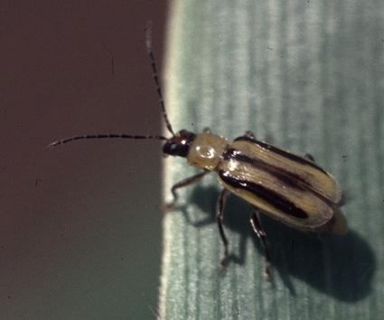 Maissin juurikuoriainen (Western Corn Rootworm) saapui ja valloittaa Eurooppaa Veni, vidi vici?