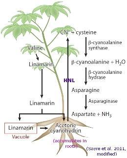 Kassavan juurakoiden proteiinipitoisuutta parannetaan 1. Kassavan juurakoissa on proteiinia vain 1 2% Pitoisuuden parantamiseen kokeiltiin useita eri muuntelustrategioita (Sayre ym. 2011) 1.